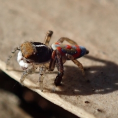 Maratus pavonis at Acton, ACT - 23 Oct 2019