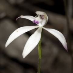 Caladenia ustulata (Brown Caps) at Wee Jasper, NSW - 23 Oct 2019 by JudithRoach