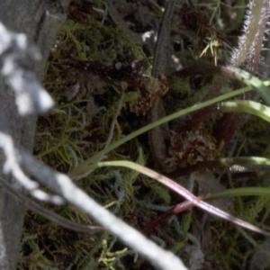 Caladenia ustulata at Wee Jasper, NSW - suppressed