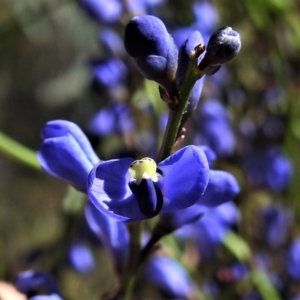 Comesperma volubile at Paddys River, ACT - 23 Oct 2019