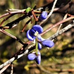 Comesperma volubile at Paddys River, ACT - 23 Oct 2019