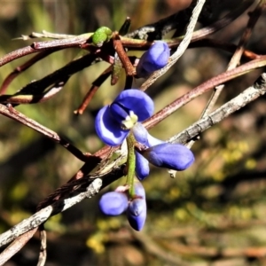 Comesperma volubile at Paddys River, ACT - 23 Oct 2019