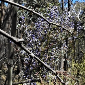 Comesperma volubile at Paddys River, ACT - 23 Oct 2019