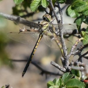 Hemicordulia tau at Theodore, ACT - 23 Oct 2019