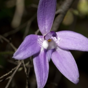 Glossodia major at Wee Jasper, NSW - 23 Oct 2019