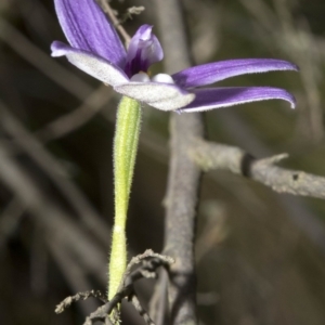 Glossodia major at Wee Jasper, NSW - 23 Oct 2019