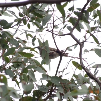 Caligavis chrysops (Yellow-faced Honeyeater) at Deakin, ACT - 13 Oct 2019 by TomT