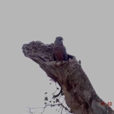 Callocephalon fimbriatum (Gang-gang Cockatoo) at Deakin, ACT - 14 Oct 2019 by TomT