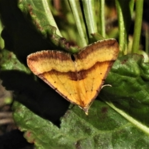 Anachloris subochraria at Tennent, ACT - 22 Oct 2019