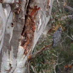 Callocephalon fimbriatum (Gang-gang Cockatoo) at GG401 - 13 Oct 2019 by TomT