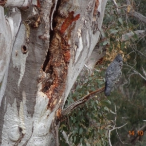 Callocephalon fimbriatum at Deakin, ACT - suppressed