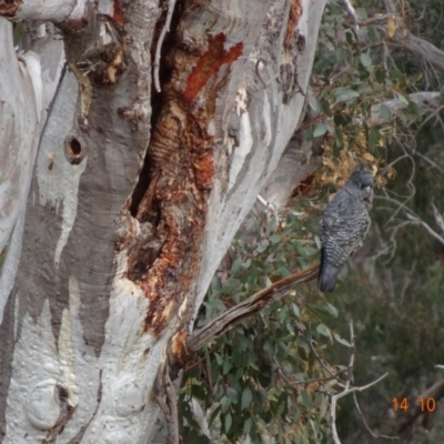 Callocephalon fimbriatum (Gang-gang Cockatoo) at GG401 - 13 Oct 2019 by TomT