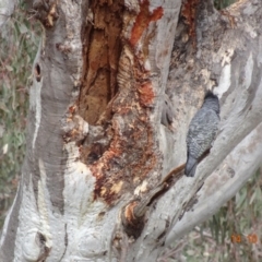 Callocephalon fimbriatum at Deakin, ACT - 14 Oct 2019