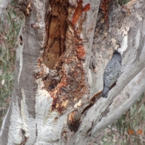 Callocephalon fimbriatum at Deakin, ACT - suppressed