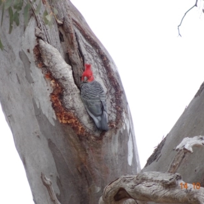 Callocephalon fimbriatum (Gang-gang Cockatoo) at Deakin, ACT - 14 Oct 2019 by TomT