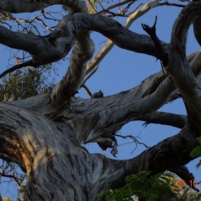 Callocephalon fimbriatum (Gang-gang Cockatoo) at Federal Golf Course - 20 Oct 2019 by TomT