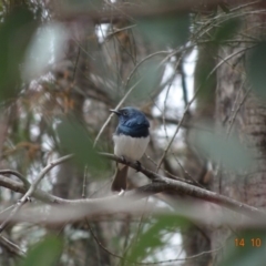 Myiagra rubecula (Leaden Flycatcher) at Red Hill, ACT - 14 Oct 2019 by TomT