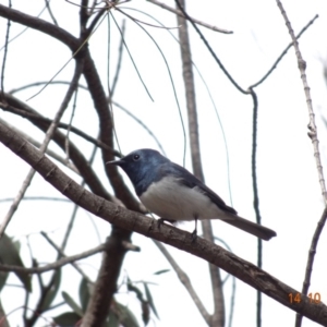 Myiagra rubecula at Red Hill, ACT - 14 Oct 2019