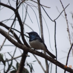 Myiagra rubecula at Red Hill, ACT - 14 Oct 2019