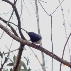 Myiagra rubecula at Red Hill, ACT - 14 Oct 2019