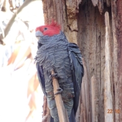 Callocephalon fimbriatum (Gang-gang Cockatoo) at Hughes, ACT - 21 Oct 2019 by TomT