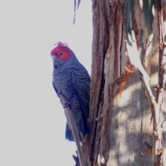 Callocephalon fimbriatum at Hughes, ACT - 22 Oct 2019