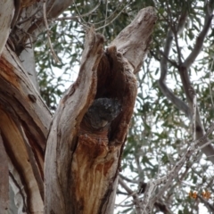 Callocephalon fimbriatum (Gang-gang Cockatoo) at Hughes, ACT - 14 Oct 2019 by TomT