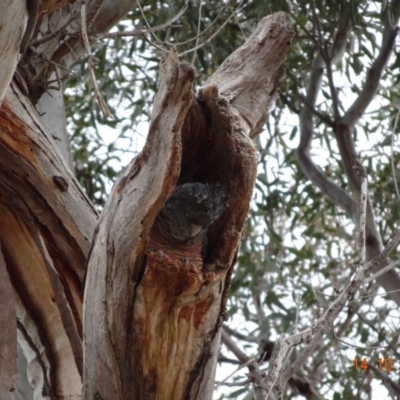 Callocephalon fimbriatum (Gang-gang Cockatoo) at GG229 - 14 Oct 2019 by TomT