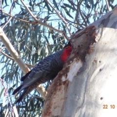 Callocephalon fimbriatum at Hughes, ACT - 22 Oct 2019