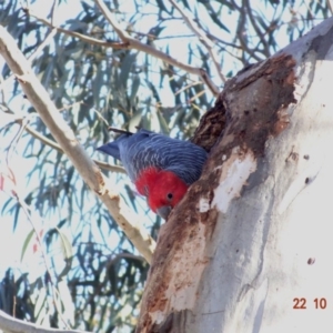 Callocephalon fimbriatum at Hughes, ACT - 22 Oct 2019