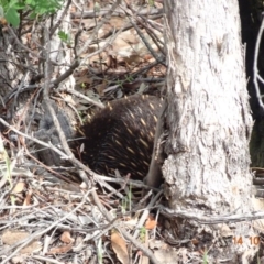 Tachyglossus aculeatus (Short-beaked Echidna) at Red Hill, ACT - 14 Oct 2019 by TomT