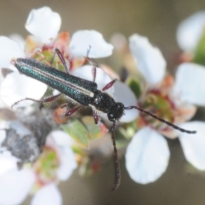 Titurius salebrosus at Gundaroo, NSW - 22 Oct 2019 03:48 PM