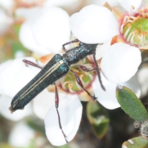 Titurius salebrosus at Gundaroo, NSW - 22 Oct 2019 03:48 PM