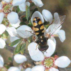 Melangyna viridiceps (Hover fly) at Gundaroo, NSW - 22 Oct 2019 by Harrisi