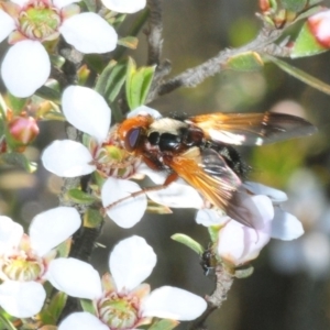 Tachinidae (family) at Gundaroo, NSW - 22 Oct 2019