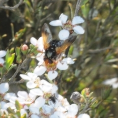 Tachinidae (family) at Gundaroo, NSW - 22 Oct 2019 03:46 PM