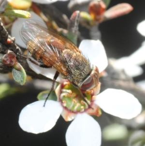 Metallea sp. (genus) at Gundaroo, NSW - 22 Oct 2019