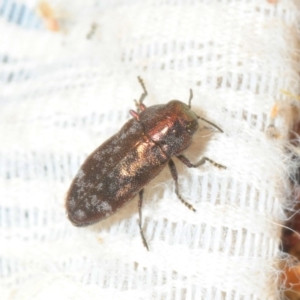 Diphucrania acuducta at Gundaroo, NSW - 22 Oct 2019