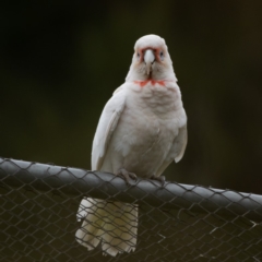 Cacatua tenuirostris (Long-billed Corella) at Garran, ACT - 11 Oct 2019 by JackyF