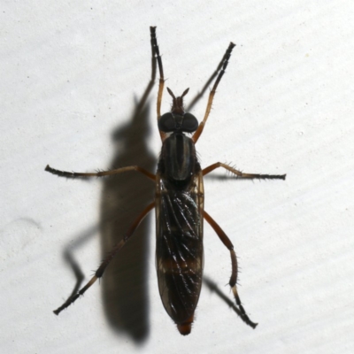 Ectinorhynchus sp. (genus) (A Stiletto Fly) at Ainslie, ACT - 18 Sep 2019 by jbromilow50