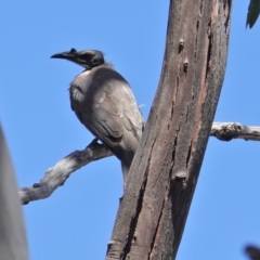 Philemon corniculatus (Noisy Friarbird) at Hughes, ACT - 22 Oct 2019 by JackyF