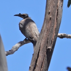 Philemon corniculatus at Hughes, ACT - 22 Oct 2019 01:10 PM