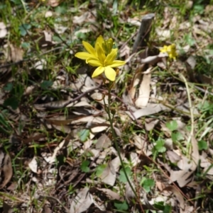 Bulbine bulbosa at Deakin, ACT - 22 Oct 2019