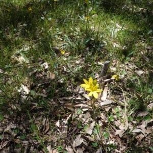 Bulbine bulbosa at Deakin, ACT - 22 Oct 2019