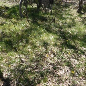 Bulbine bulbosa at Deakin, ACT - 22 Oct 2019