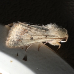 Helicoverpa armigera (Cotton bollworm, Corn earworm) at Ainslie, ACT - 18 Sep 2019 by jb2602