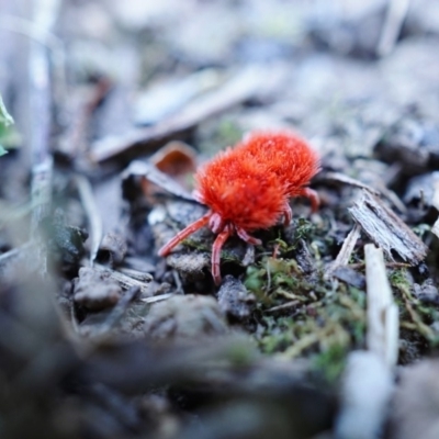 Trombidiidae (family) (Red velvet mite) at Acton, ACT - 23 Oct 2019 by shoko