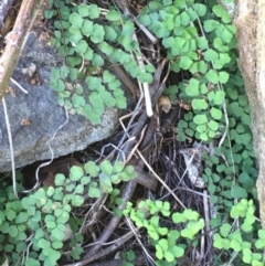 Adiantum aethiopicum (Common Maidenhair Fern) - 1 Jan 1900 by JaneR
