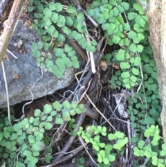 Adiantum aethiopicum (Common Maidenhair Fern) at Dunlop, ACT - 21 Oct 2019 by JaneR