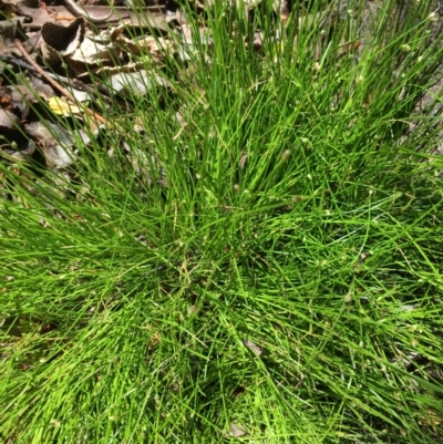 Isolepis cernua (Slender Clubrush) at Dunlop, ACT - 21 Oct 2019 by JaneR